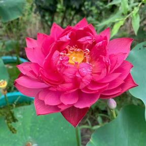 Sementes de Lótus Premium: A Flor de Lótus da Tigela Sagrada de Bonsai