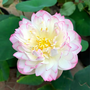 Sementes de Lótus Premium: A Flor de Lótus da Tigela Sagrada de Bonsai